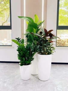 专业花木租摆,让宁波北仑更添生机